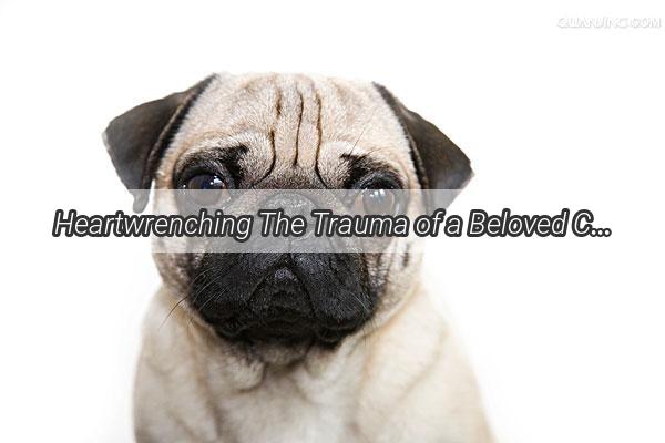 Heartwrenching The Trauma of a Beloved Canine Left in Ruins of Trust